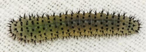 Periclista albida